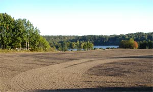 sjomotskogen.jpg (11731 bytes)